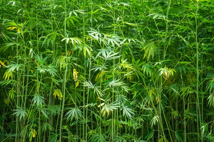 Natural fibre crops used as a renewable material feedstock